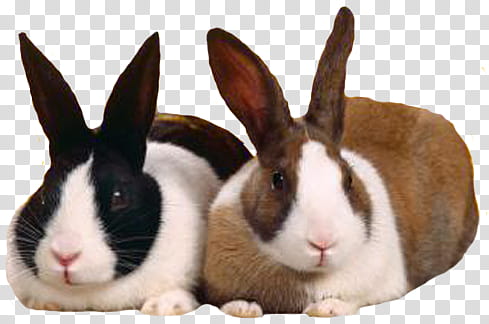 Bunnies Render, brown and black rabbits transparent background PNG clipart