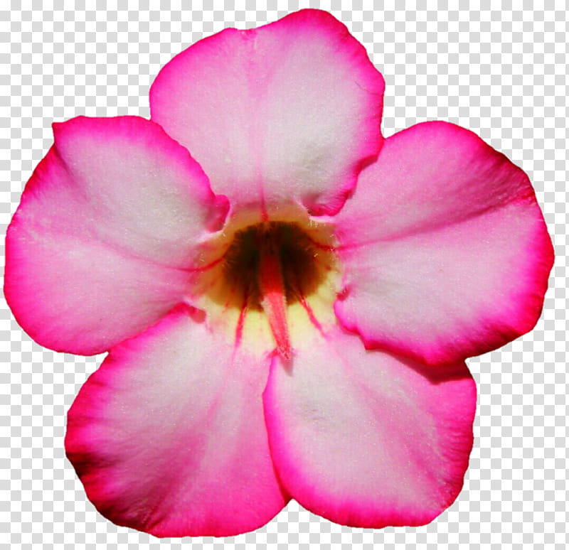 Bright Pink Oleander transparent background PNG clipart