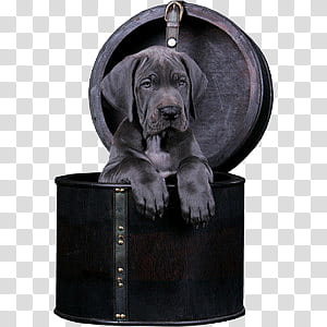 cute animals II, short-coated black dog inside box transparent background PNG clipart