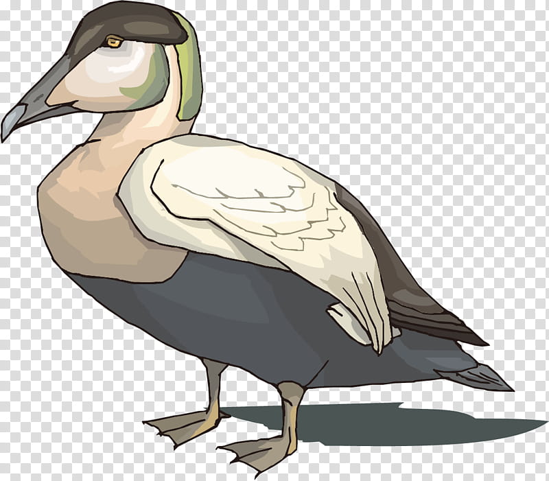 Duck, Mallard, Goose, Bird, Seaducks, Seabird, Animal, Beak transparent background PNG clipart