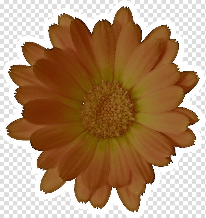 Orange, Flower, Gerbera, Barberton Daisy, Petal, Yellow, English Marigold, Plant transparent background PNG clipart