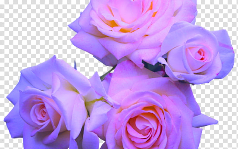 Pink Flower, Rose, Pink Flowers, Purple, Blue, Garden Roses, Blue Rose, Lavender transparent background PNG clipart