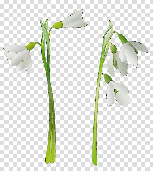 flower flowering plant snowdrop plant galanthus, Watercolor, Paint, Wet Ink, Summer Snowflake, Pedicel, Plant Stem, Petal transparent background PNG clipart