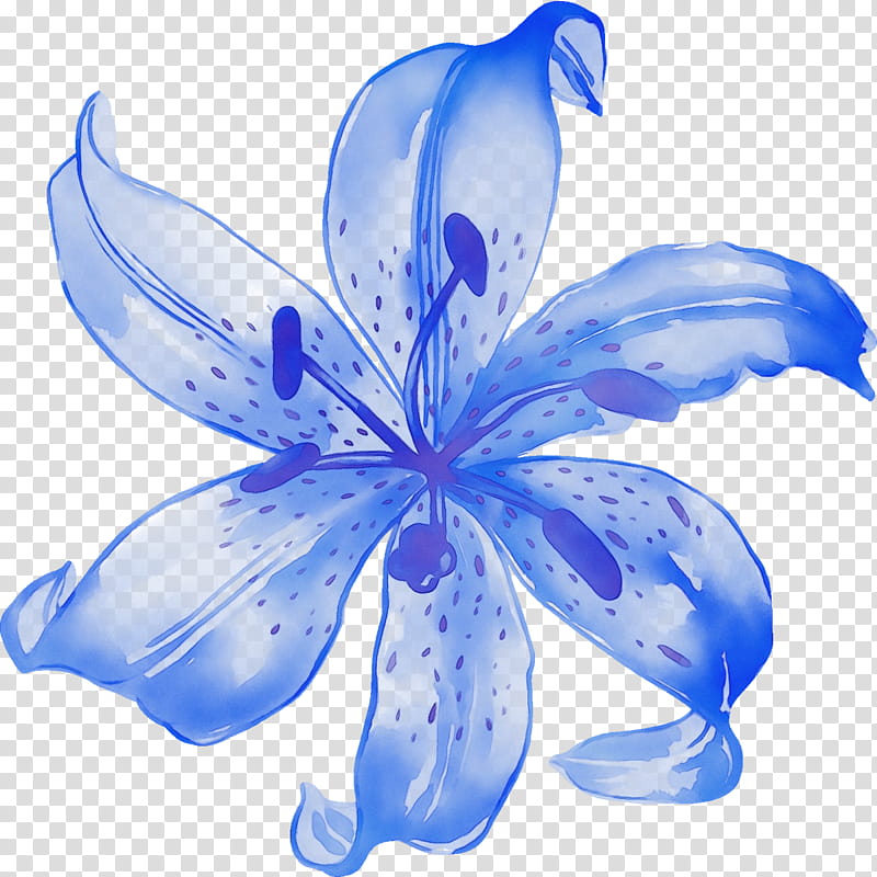 petal blue flower plant lily, Watercolor, Paint, Wet Ink, Flowering Plant, Lily Family, Herbaceous Plant, Wildflower transparent background PNG clipart
