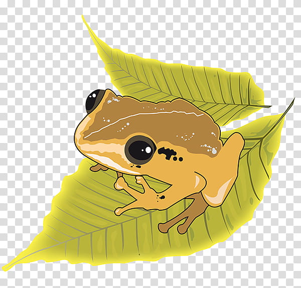 Frog, Puerto Rico, Drawing, Culture, Digital Art, Yellow, Fish transparent background PNG clipart