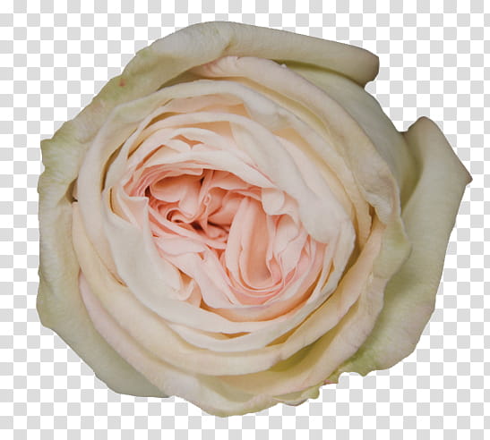 Pink Flower, Garden Roses, Cabbage Rose, Shrub, Flower Bouquet, Petal, Vase, White transparent background PNG clipart