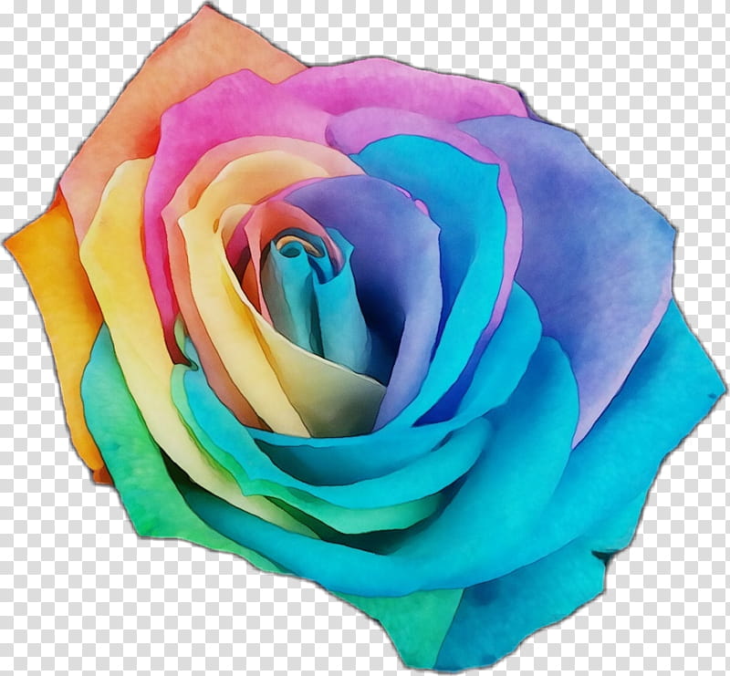 Blue Watercolor Flowers, Paint, Wet Ink, Rainbow Rose, Garden Roses, Cabbage Rose, Petal, Cut Flowers transparent background PNG clipart