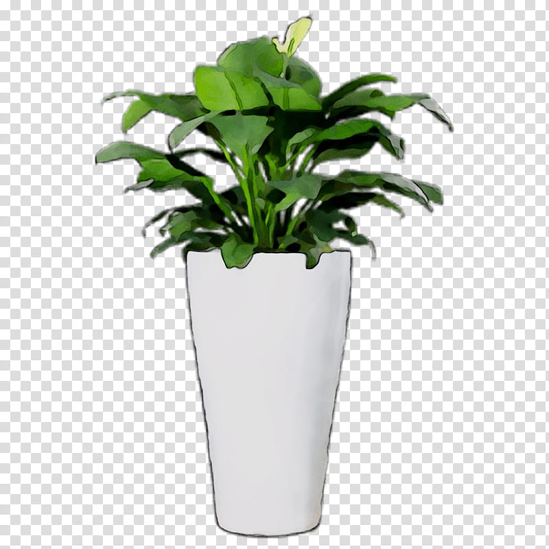 Family Tree, Flowerpot, Leaf, Houseplant, Vase, Anthurium, Herb, Alismatales transparent background PNG clipart