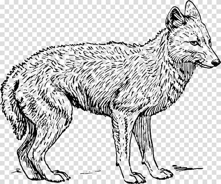 Fox Drawing, Jackal, Coloring Book, Coyote, Wolf, Golden Jackal, Animal, Paint transparent background PNG clipart