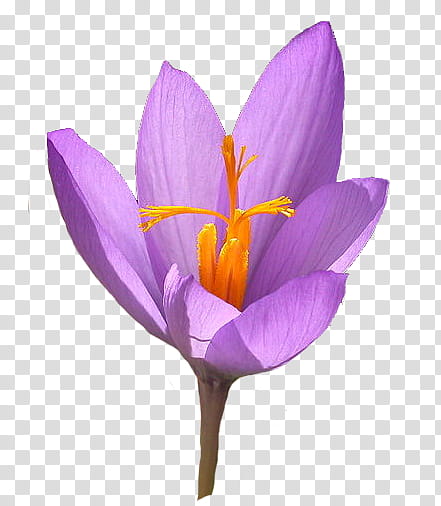 nature, purple crocus flower illustration transparent background PNG clipart
