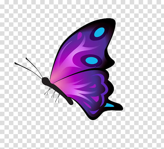 MARIPOSAS ,  icon transparent background PNG clipart