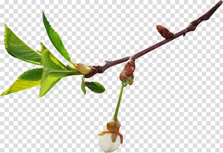 Spring Flower, Spring
, Comparazione Di File Grafici, Originality, Season, Branch, Plant, Leaf transparent background PNG clipart