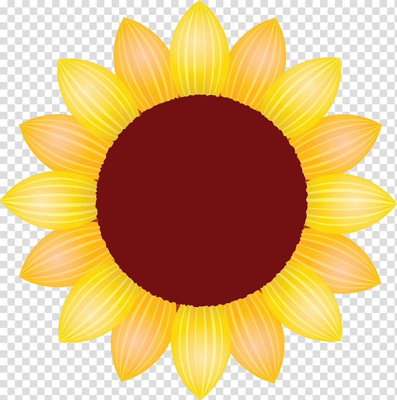 sunflower petal flower, Yellow, Gazania, Plant, Daisy Family, Sunflower Seed, Asterales, Blackeyed Susan transparent background PNG clipart