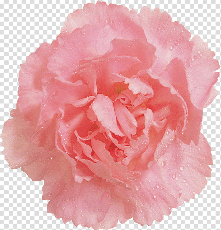 Pink Flower, Cabbage Rose, Garden Roses, Carnation, Cut Flowers, Floribunda, Color, Cheerleading Pompoms transparent background PNG clipart