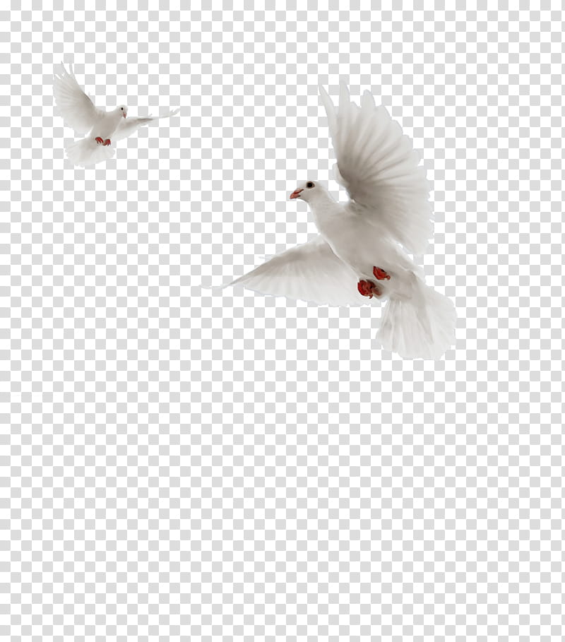 Bird Drawing, Pigeons And Doves, Beak, Feather, Animal, Blog, Columbiformes, White transparent background PNG clipart