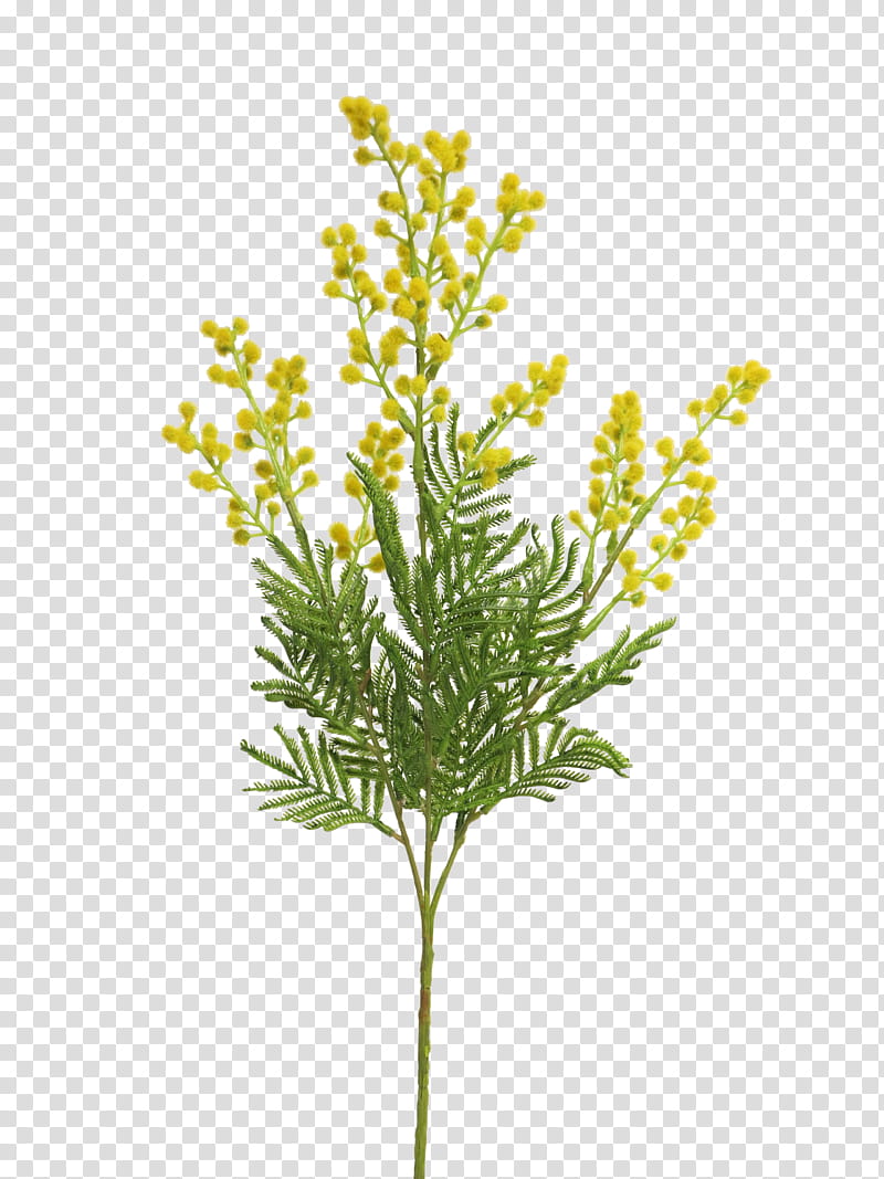 Christmas Tree Branch, , Royaltyfree, Deposits, Green, Flower Bouquet, Orchids, Jolly Roger transparent background PNG clipart