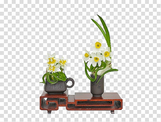 Flowers, Narcissus, Bunchflowered Daffodil, China, Sina Corp, Blog, Greek Mythology, Standard Chinese transparent background PNG clipart