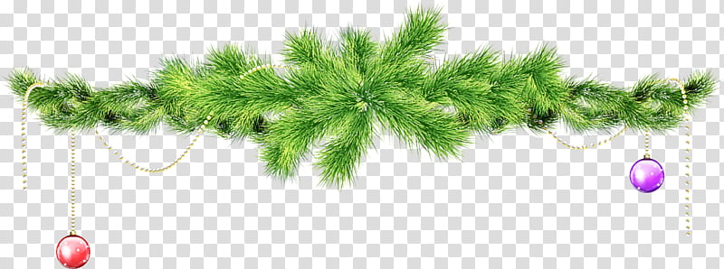 white pine plant tree american larch leaf, Oregon Pine, Red Pine, Lodgepole Pine, Pine Family, Jack Pine transparent background PNG clipart