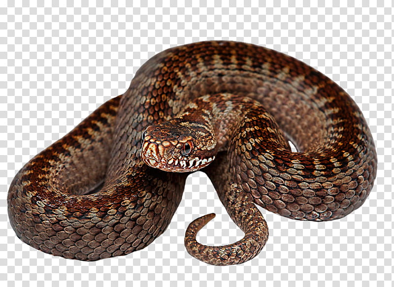 Snaky, brown rattle snake transparent background PNG clipart