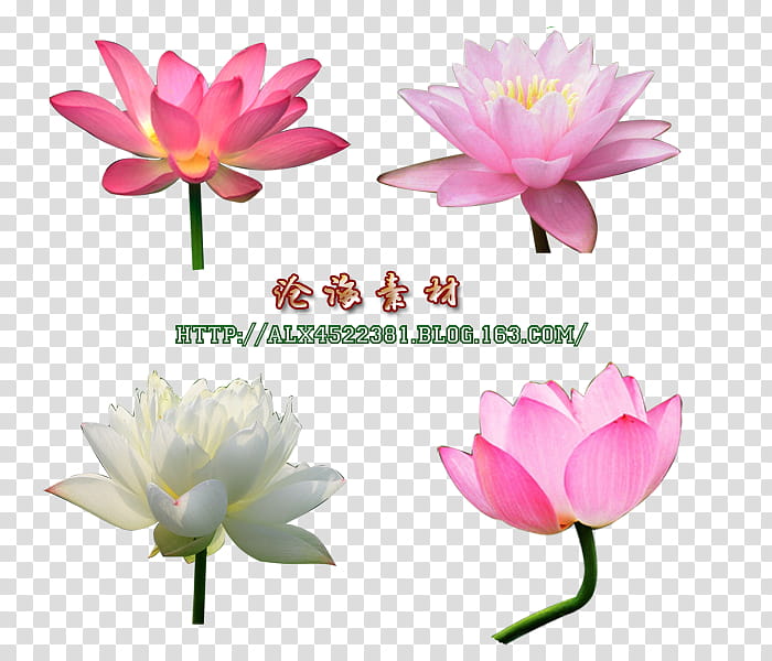 Pink Flower, Sacred Lotus, Tencent Qq, Baidu Wangpan, Water Lily, Aquatic Plant, Lotus Family, Petal transparent background PNG clipart