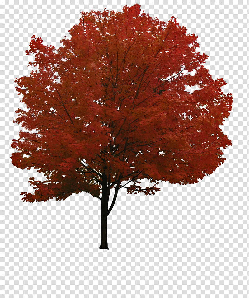 Maple Tree, red-leafed tree illustration transparent background PNG clipart