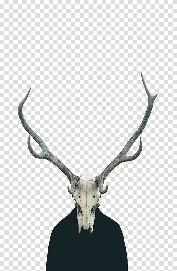 , deer skull transparent background PNG clipart