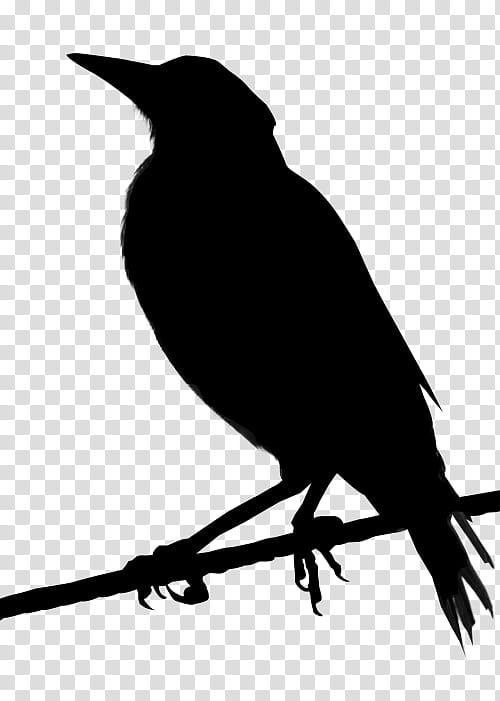 Bird Silhouette, Maggie The Magnificent, Eurasian Magpie, Android, Australian Magpie, Die Perfekten, Book, Author transparent background PNG clipart
