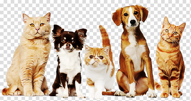 cat small to medium-sized cats companion dog dog, Small To Mediumsized Cats transparent background PNG clipart