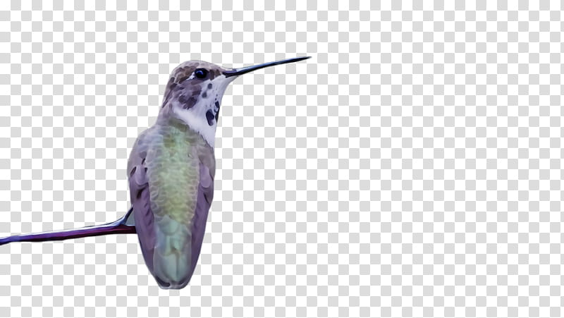 Watercolor, Paint, Wet Ink, Hummingbird, Beak, Wildlife, Rufous Hummingbird transparent background PNG clipart