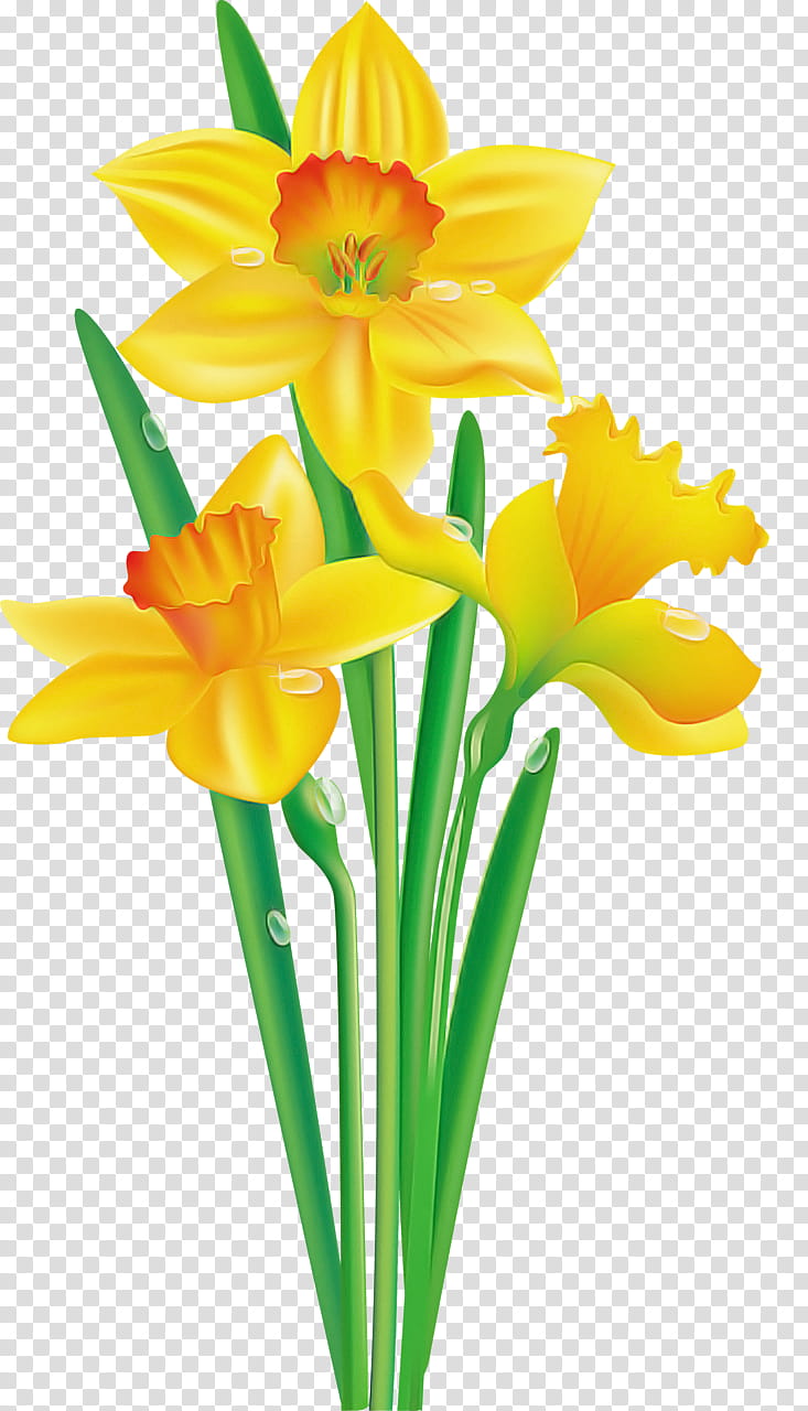 flower yellow cut flowers petal narcissus, Plant, Amaryllis Family transparent background PNG clipart