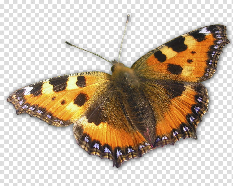 Monarch Butterfly Drawing, Small Tortoiseshell, Red Admiral, Pieridae, Painted Lady, Lepidoptera, Tortoiseshells, Vanessa transparent background PNG clipart