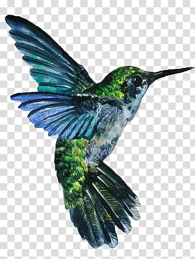 Green aesthetic, blue and green hummingbird transparent background PNG clipart
