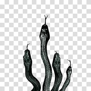 Slytherin, four black snakes illustration transparent background PNG clipart