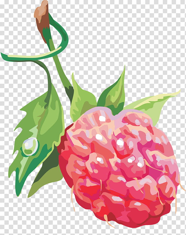 Pomegranate Flower, Raspberry, Fruit, Food, Native Raspberry, Blue Raspberry Flavor, Berries, Strawberry transparent background PNG clipart