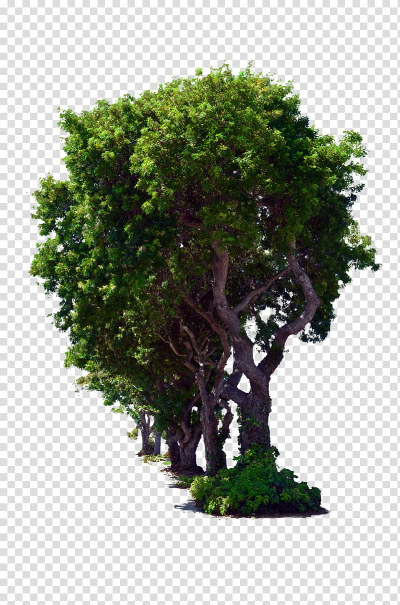 Row of Trees DSC , green tress transparent background PNG clipart