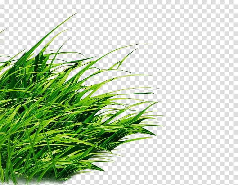 Green Grass, Drawing, Plant, Grass Family, Terrestrial Plant, Herb, Sweet Grass, Wheatgrass transparent background PNG clipart