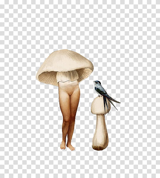 , two brown mushroom and gray swift bird illustration transparent background PNG clipart