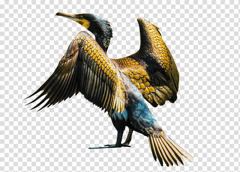 Cartoon Bird, Cormorant, Animal, Drawing, Feather, Flightless Bird, Beak, Water Bird transparent background PNG clipart