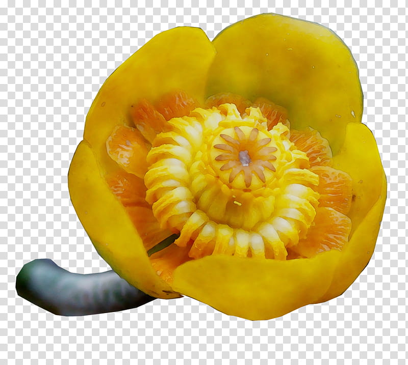 Lily Flower, Gourd, Winter Squash, Calabaza, Vegetarian Cuisine, Food, Commodity, Natural Foods transparent background PNG clipart