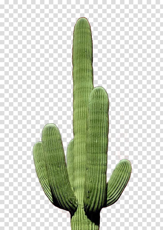 Cactus , green cactus transparent background PNG clipart