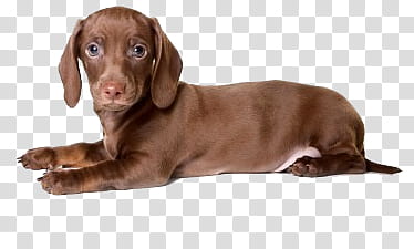 Dog, brown dachshund puppy transparent background PNG clipart