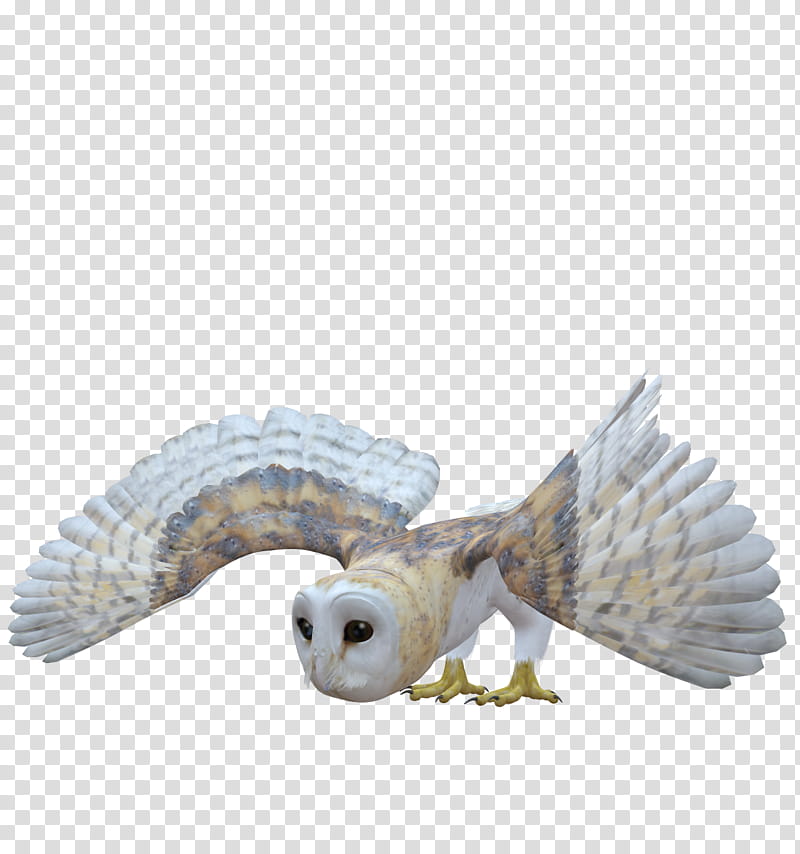 E S Owl, white and brown owl transparent background PNG clipart