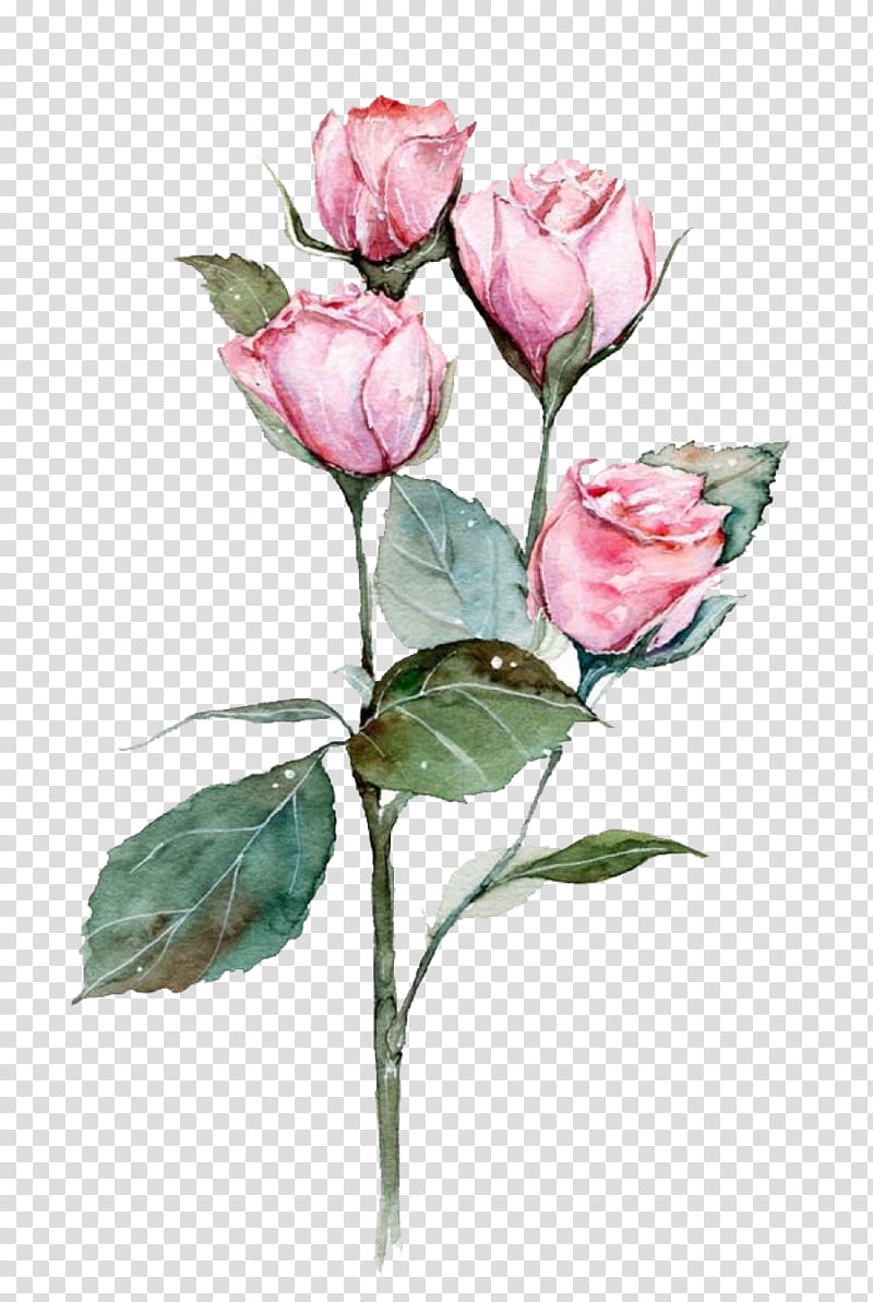 Garden roses, Flower, Flowering Plant, Pink, Petal, Watercolor Paint, Prickly Rose transparent background PNG clipart