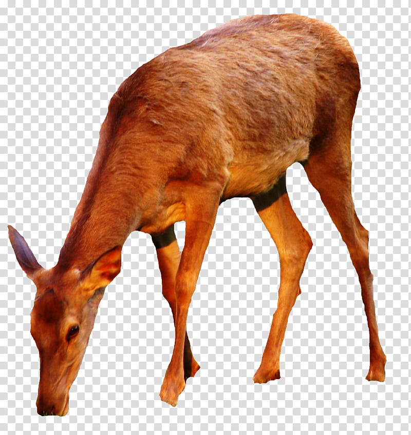 DOE Its TUBED , brown animal close-up transparent background PNG clipart