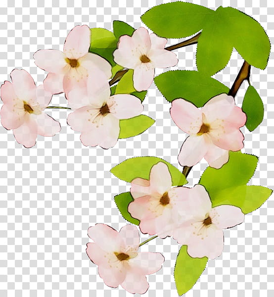 flower white petal pink plant, Watercolor, Paint, Wet Ink, Blossom, Branch, Cut Flowers, Impatiens transparent background PNG clipart