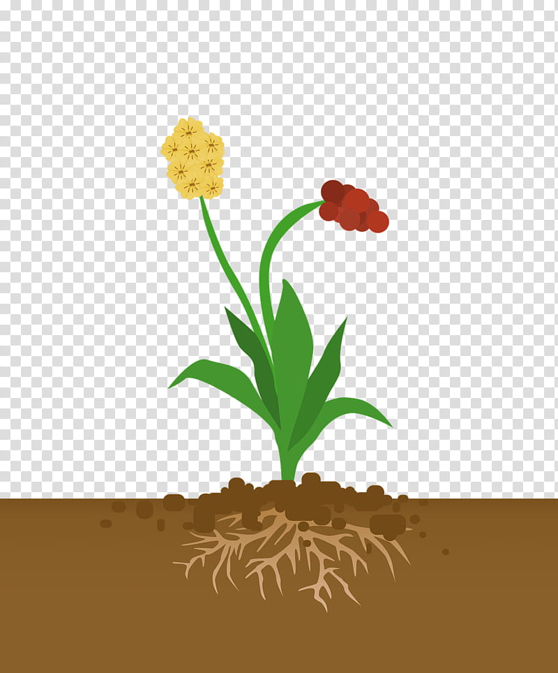 flower science clipart