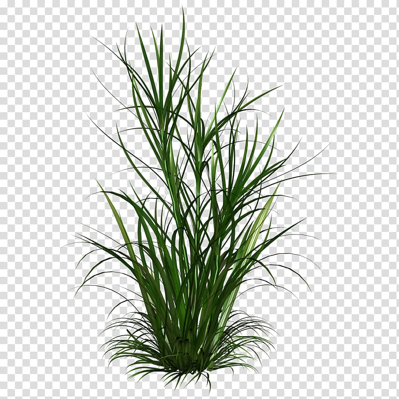 D Tall Grasses, green-linear plants illustraiton transparent background PNG clipart