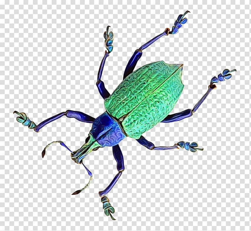 insect weevil beetle blister beetles ground beetle, Watercolor, Paint, Wet Ink, Jewel Bugs, Jewel Beetles transparent background PNG clipart