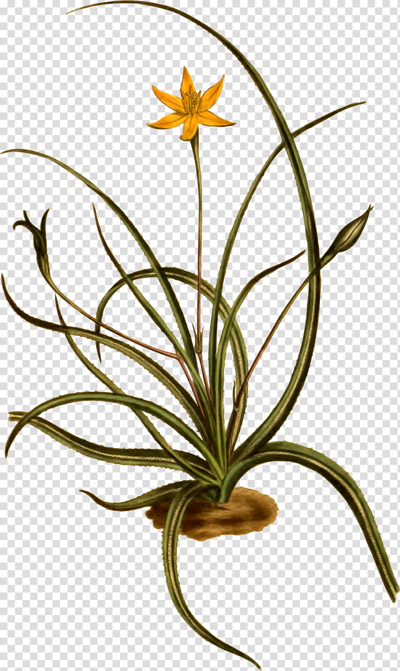 Flowers, Plants, Hypoxis, Babiana Stricta, Hypoxis Decumbens, Leaf, Japanese Honeysuckle, Plant Stem transparent background PNG clipart