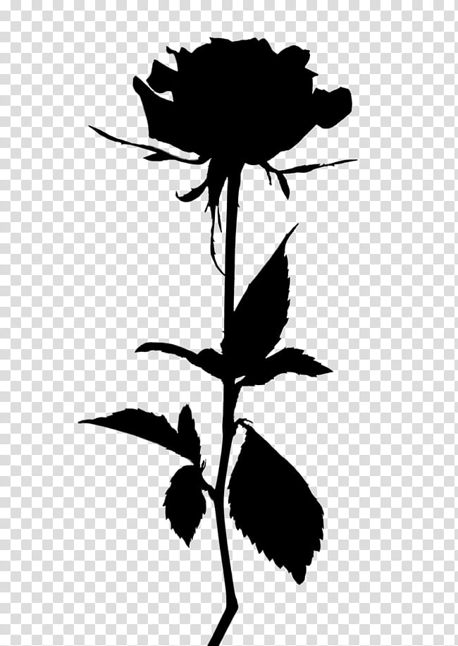 Rose Silhouette, Garden Roses, White Rose Of York, Flower, Rose Family, Blackandwhite, Plant, Leaf transparent background PNG clipart